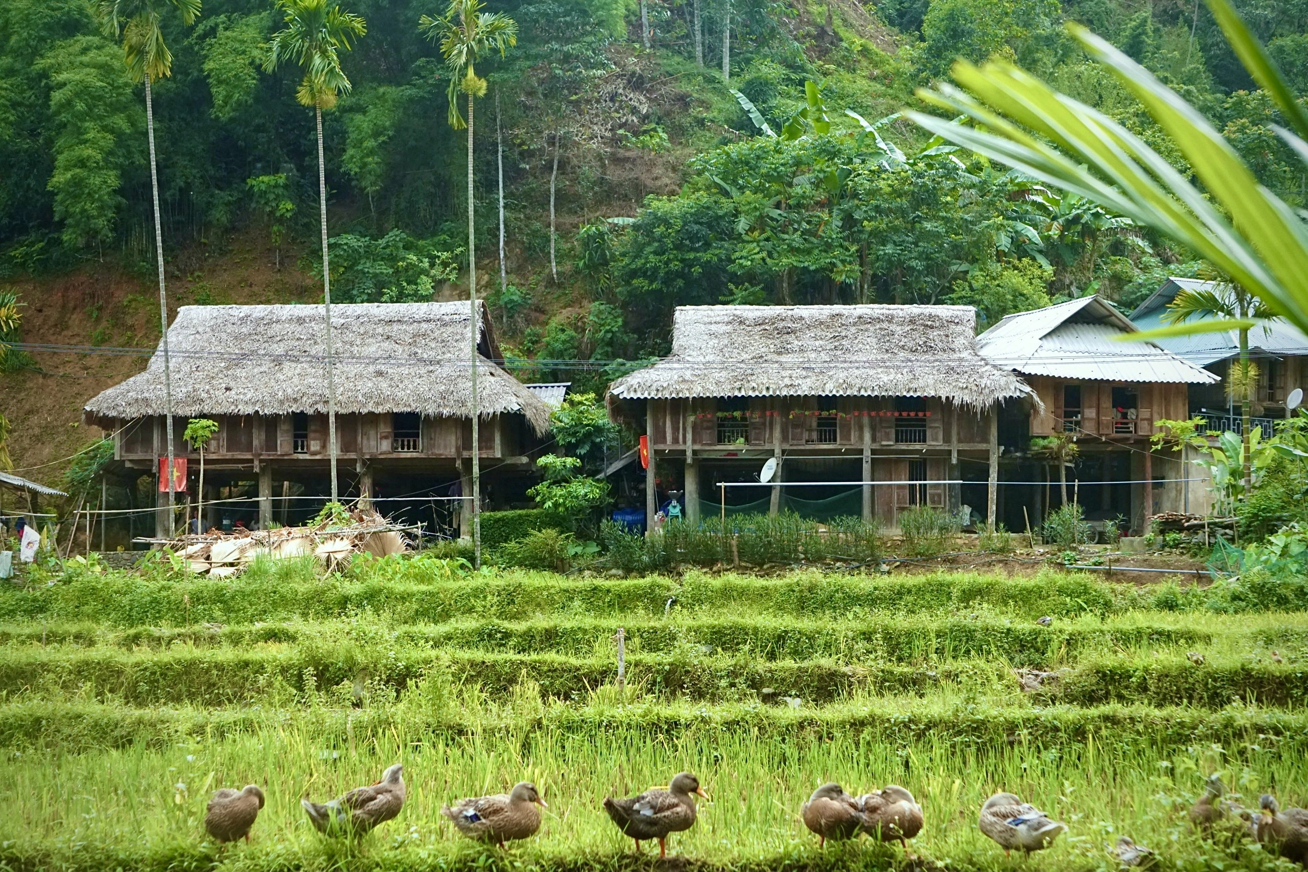 Rice Field in Mai Chau