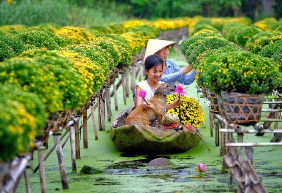 People rowing boats to tend Tet flowers for Lunar New Year sale.