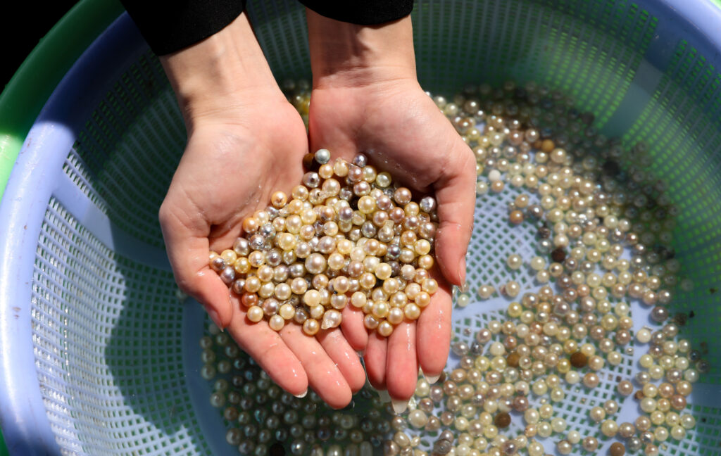 Hands holding many pearls during pearl harvesting season