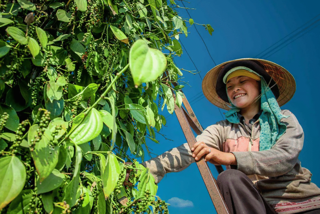 farmer tending to green pepper plants in a Phu Quoc pepper garden