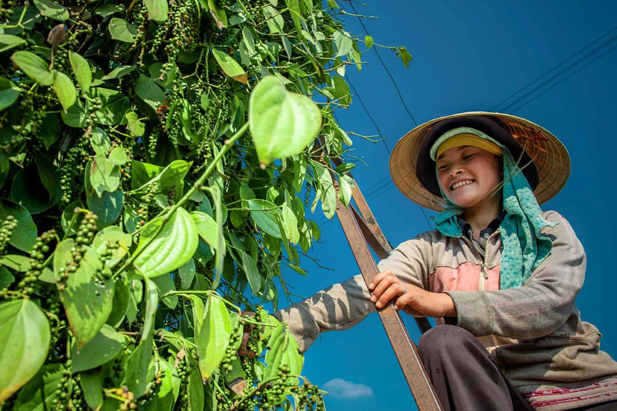 farmer tending to green pepper plants in a Phu Quoc pepper garden