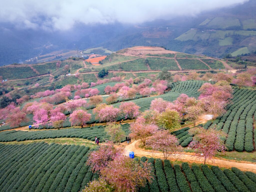sapa blooming season looks from above, there are a lot of pink flowers