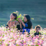 Three local kids in Ha Giang are happily playing in a field of vibrant pink buckwheat flowers.
