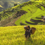 Ethnic woman carrying a kid in traditional clothing, with terraced rice fields in the background.