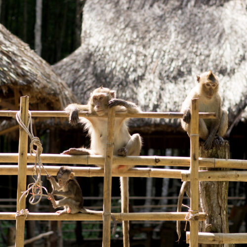 Wild monkeys standing on a bamboo fence with thatched huts in the background, observed during a Can Gio Mangrove Forest tour from Ho Chi Minh City.