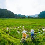 biking along green rice field of ninh binh, vietnam