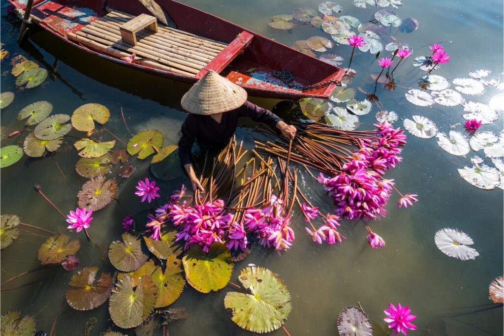 a local woman is harvesting waterlily on the river of Mekong Delta