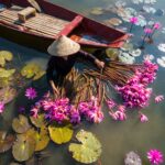 a local woman is harvesting waterlily on the river of Mekong Delta
