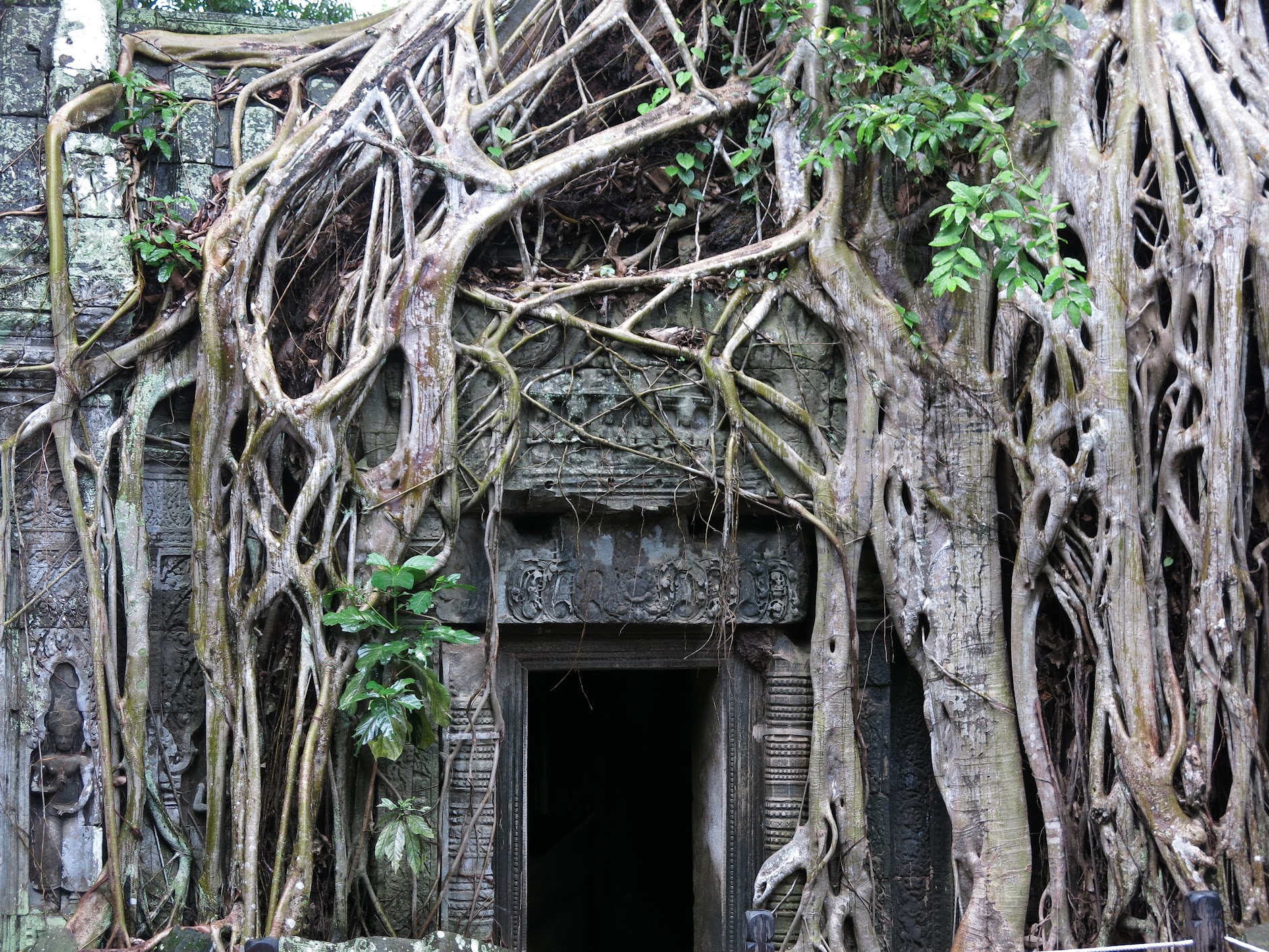 Giant tree roots embracing the ancient stone walls of Ta Prohm Temple in Siem Reap, one of the most iconic stops on a Cambodia tour.