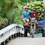 2 local men transport fresh coconuts by tuktuk in the Mekong Delta on a Vietnam South to North tour