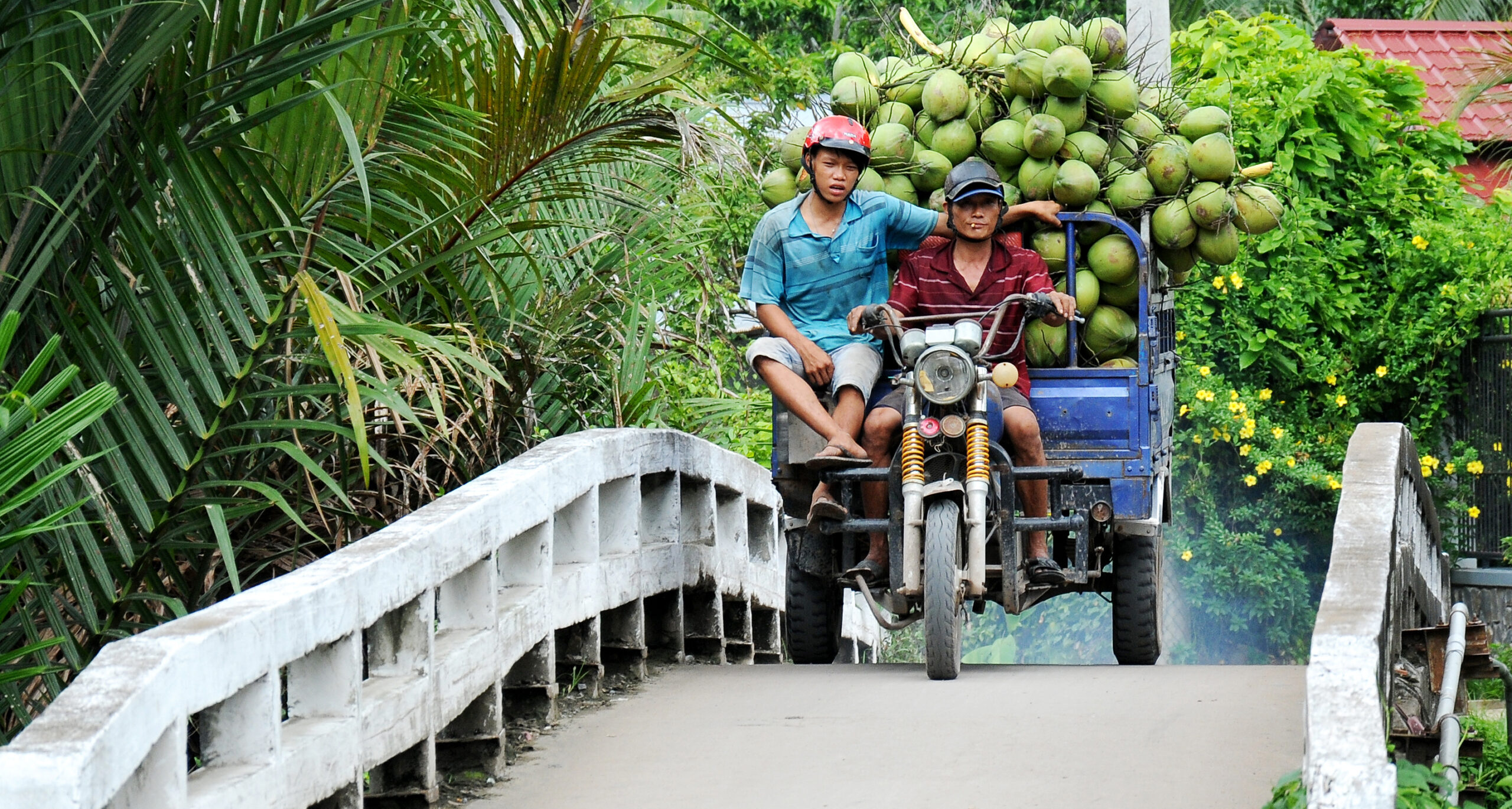 2 local men transport fresh coconuts by tuktuk in the Mekong Delta on a Vietnam South to North tour