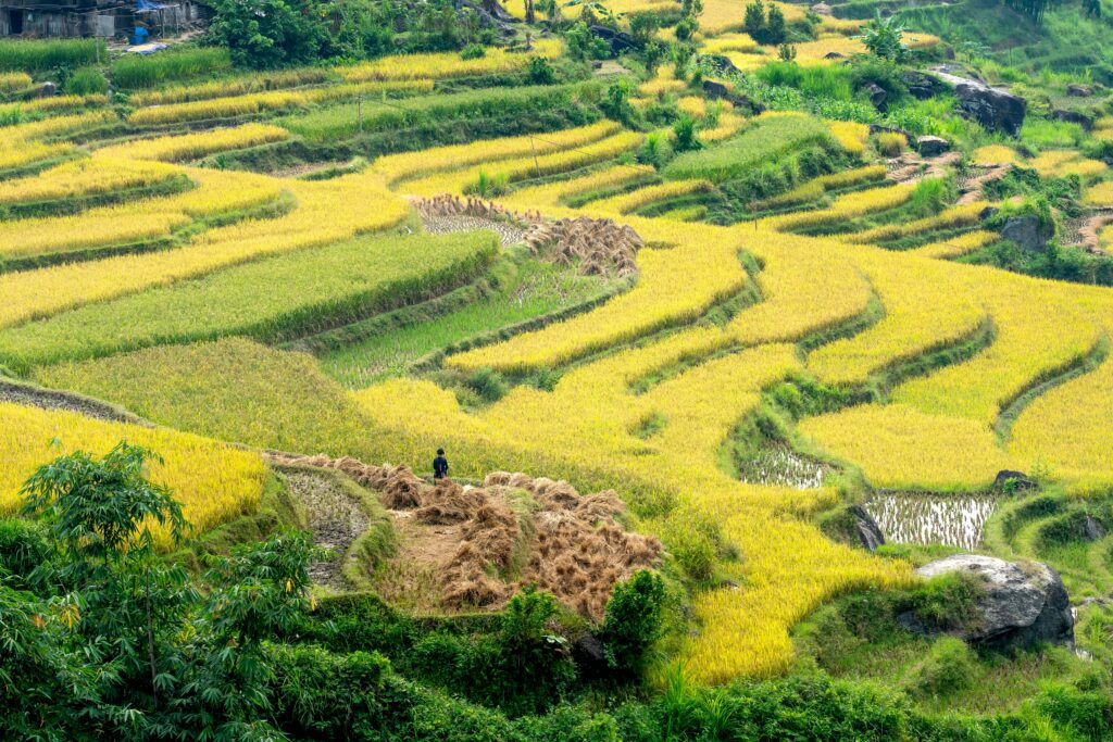 Aerial view of golden terraced rice fields during harvest season, with a lone figure standing among partially harvested paddies.