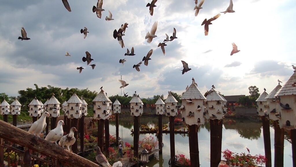 Many birds are flying around the bird nests in the Tra Su Cajuput forest in An Giang province.